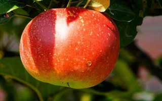 苹果树产生大小年的原因，营养竞争是产生的根本原因