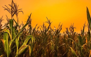 梨玉818玉米种子特点，注意防治黑穗病