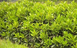 冬青与法国冬青有什么区别，前者属于冬青科、后者属于忍冬科