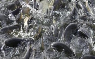 如何养草鱼，避免喂食发霉变质饲料