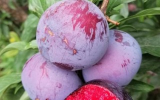 极早熟杏李风味玫瑰的特点，含糖量高于任何杏、李品种