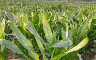 ND367玉米品种简介,中抗丝黑穗病和小斑病