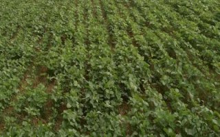 蒙科豆14大豆种子介绍,播种期4月下旬