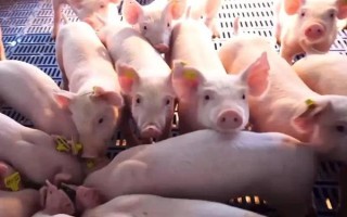 猪苗的价格，各地的售价有很大区别