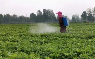 怎么防治花生青枯病，要进行水旱轮作、发现病株需拔除并烧毁