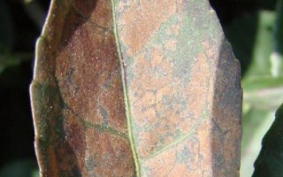 常见的害虫种类,包括卫生害虫、农业害虫、贮谷害虫等类型