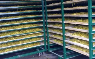 金银花什么时候采摘，在白蕾前期和白蕾期采摘为佳