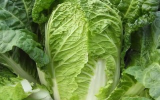 岩白菜如何种植，春夏秋三个季节均可播种