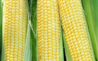 沃玉835玉米品种简介，适宜播种期4月下旬至5月上旬