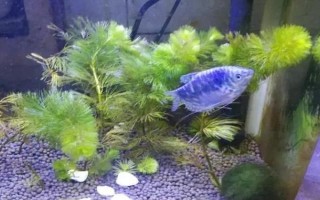 曼龙鱼能和什么混养，能和月光鱼、红箭鱼等混养