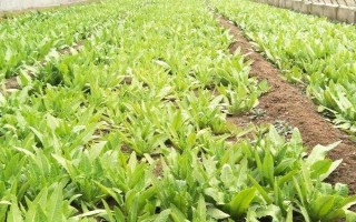 油麦菜高产种植方法,种植前要深翻土壤