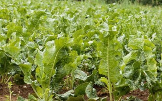 山葵的种植注意事项，要及时中耕除草