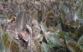 种植金线莲的前景,目前来看前景比较广阔