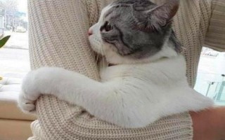 抱猫的正确方式,手必须随时随地都要托住猫的身体