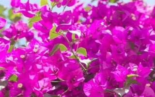 三角梅夏天怎么养开花多，保证光照充足是关键