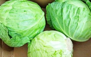 什么是圆白菜，通常是指甘蓝