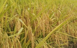 龙S水稻品种的特性,该品种属温敏型两用核不育系