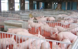 1到3个月的猪仔如何喂养，一个月后要进行断奶处理
