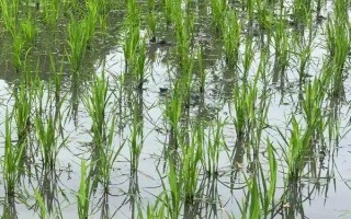 长粳6号水稻种子特征特性,适宜播期5月1-5日