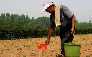 作物为什么长势不佳,重茬、施肥不当、农药过量使用均会导致