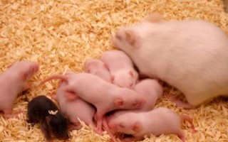 如何判断仓鼠是否怀孕，腹部会有明显的隆起