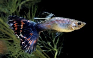 孔雀鱼垂直头朝下的原因及治疗方法，环境刺激和年龄较大等均会导致