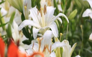 百合花的价格,遇到特殊节日往往会涨价