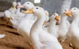 肉鸭育雏期饲养技术，选购的雏鸭大小基本要一致