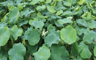 种藕所需投资,每亩需要6700元左右