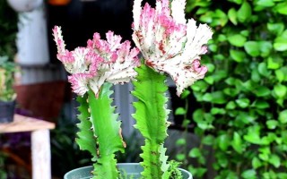 摆放龙骨花的禁忌，卧室、阴凉处、财神位都不能摆放