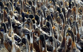 鸭子在夏季容易死亡的原因,一般是高温、养殖密度大、感染病害等因素所致