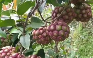 黑老虎的扦插育苗技术，最好在秋季可进行