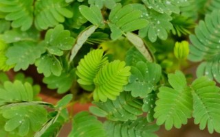 含羞草掉叶的原因，可能是浇水过量或光照不足所致