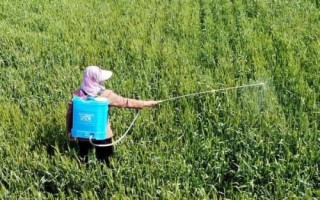 变异稗草用什么除草剂，可选异丙甲草胺、丁草胺、乙草胺等