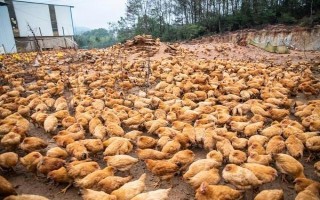 畜禽标识和养殖档案管理办法的内容，在我国境内从事相关生产等活动都要遵守