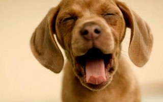 狗狗口臭的原因,可能是患有口腔和牙科病