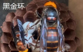 金环胡蜂有多大,最大体长可达50毫米