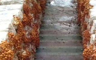 滑子菇的栽培技术，菌盘上架要避免阳光直射