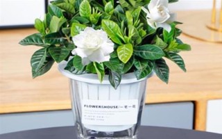 栀子花的水养方法,每隔2-3天换一次水