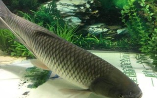 草鱼能长到什么程度，体重最多可超过40公斤