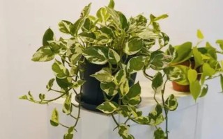 绿萝的品种分类，常见的有青叶绿萝、黄叶绿萝等