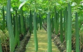 丝瓜结果后长不大的原因，可能是缺少肥料、浇水过多等