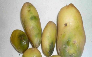 土豆发绿能不能食用，土豆发绿后不宜食用