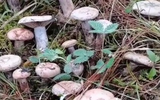 乌枞菌有人工种植的吗，有人工种植的乌枞菌