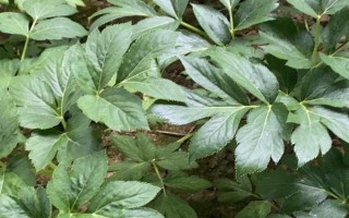 明日叶怎么栽培，经过烫种、浸泡、催芽后再播种