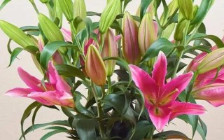 百合花有没有毒，本身无毒可以养在室内