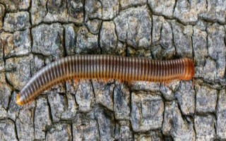 千足虫有没有毒，可分泌有毒的臭液