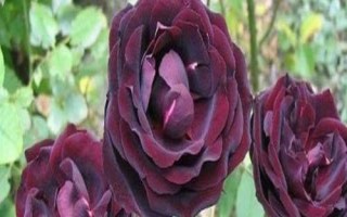 路易十四玫瑰简介，不是玫瑰而是杂交月季