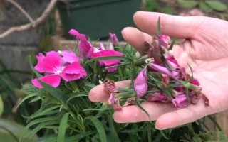 怎么修剪石竹花，刚种下就要立刻进行修剪