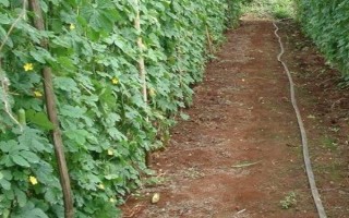 苦瓜的整枝打叉方法，把枝蔓顶端的叶梢剪除可促进侧枝生长